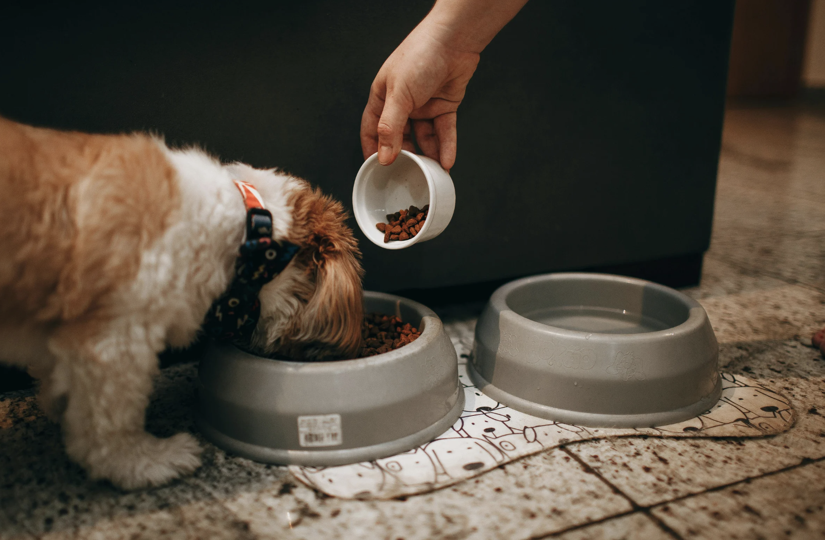 Croquettes chien sans céréales : que faut-il savoir ?