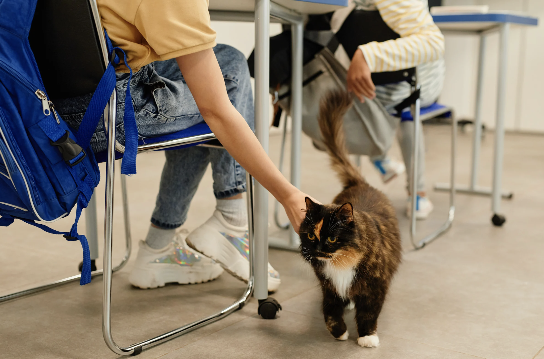 École ostéopathie animale : que proposent les établissements en France ?