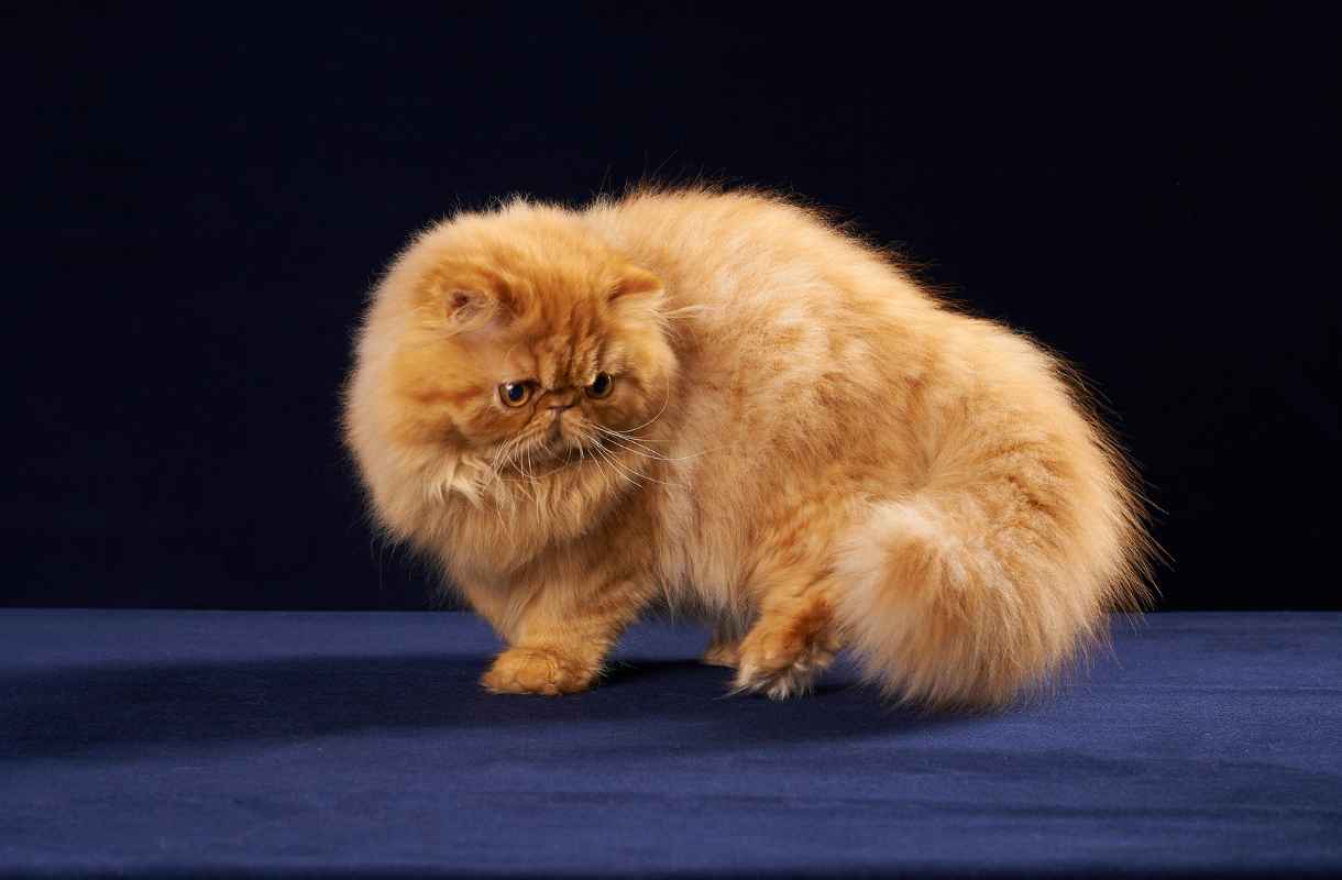 Adopter un chat persan