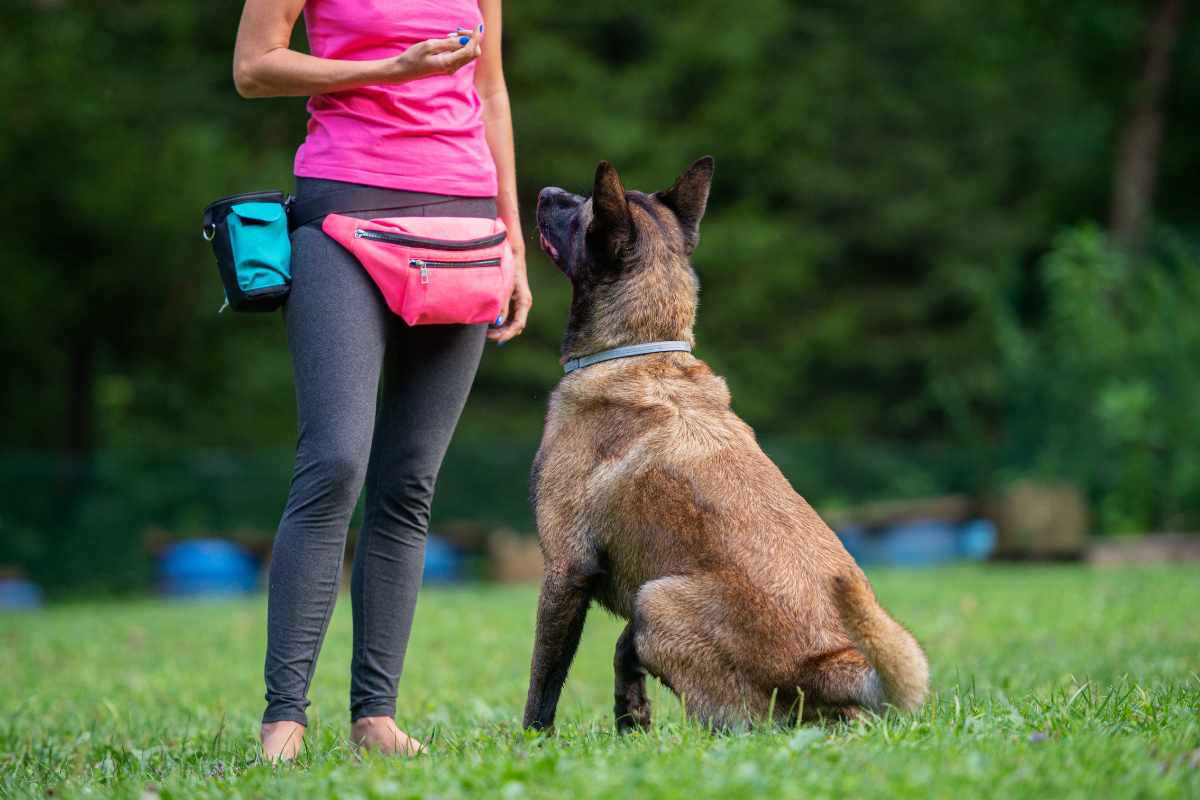 Comment devenir maitre chien ?