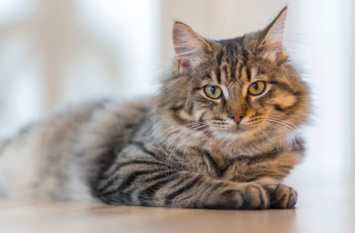 Comment choisir un chat affectueux ?