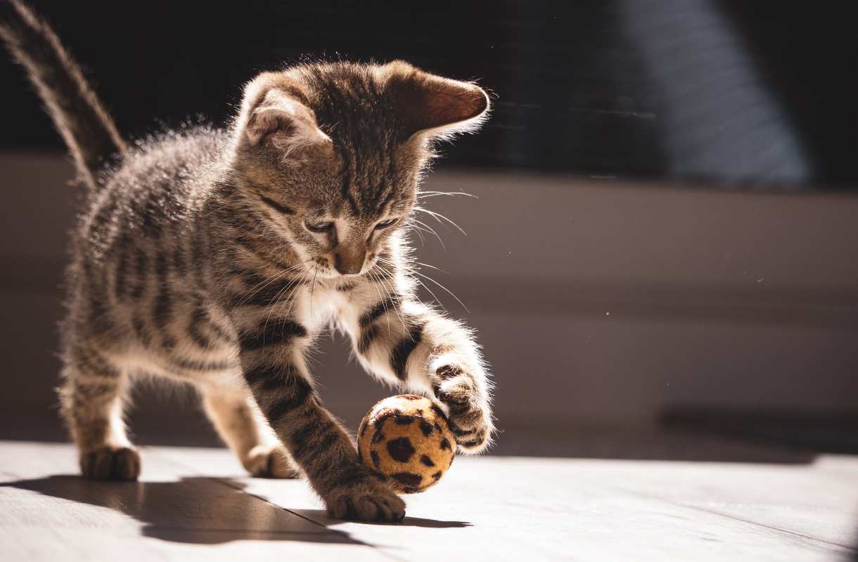Comment dresser son chat ?