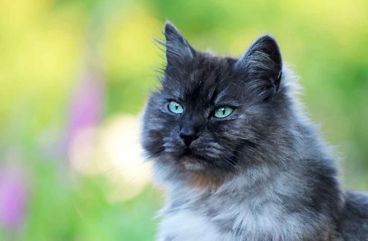 Tout savoir sur le chat de race Maine Coon